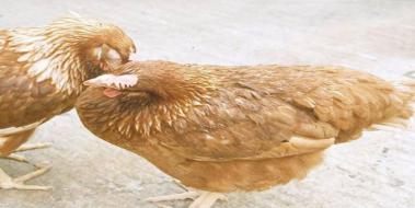 Tavuk Hastalıkları Bitkisel Tedavi