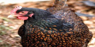 Tavuklarda Hırıltılı Solunum Tedavisi